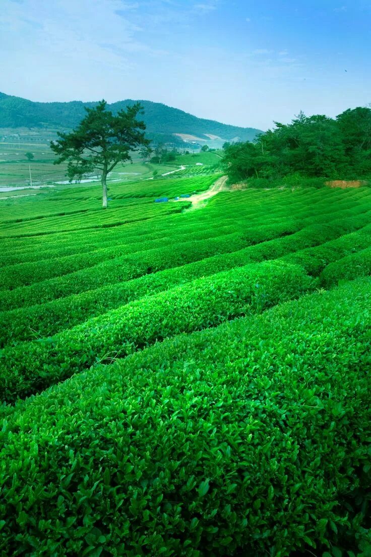 Поля чая фото Honam Tea Estates - Artisan Tea from Korea