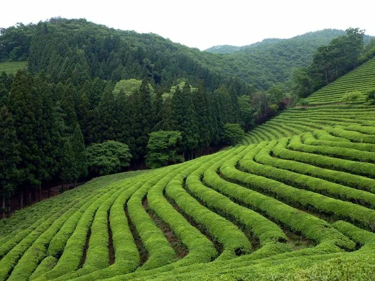 Поля чая фото The Green Tea Fields of Boseong... Field wallpaper, Chinese landscape, Beautiful