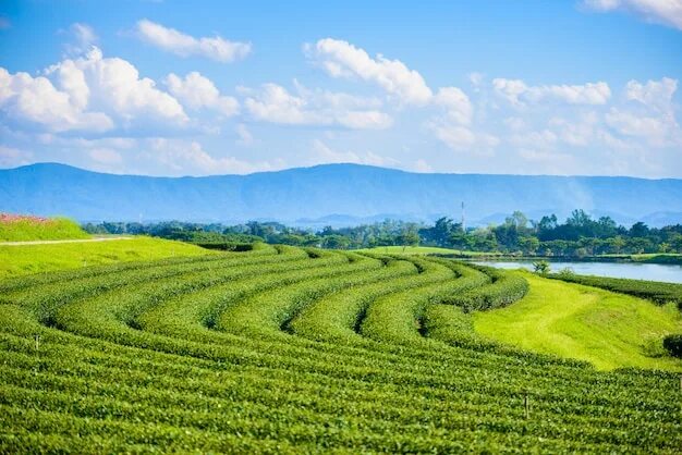 Поля чая фото Premium Photo Green Tea Farm