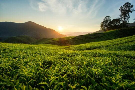 Поля чая фото Юг Tea Изображения: просматривайте стоковые фотографии, векторные изображения и 