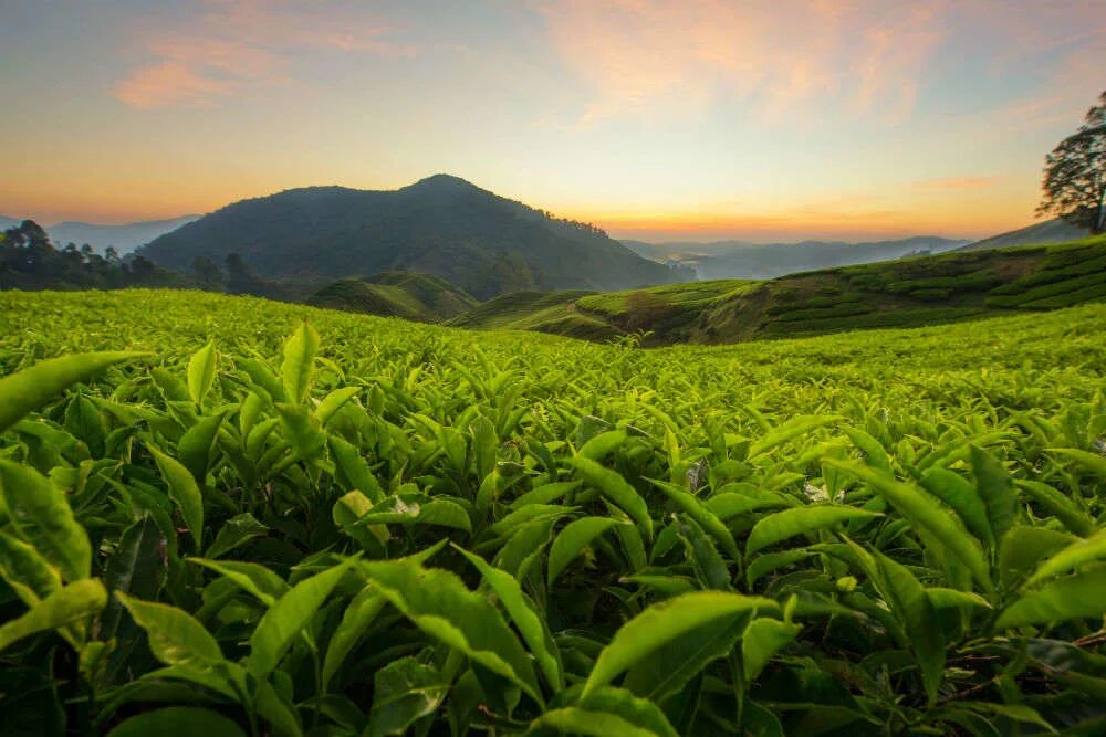 Поля чая фото Uttarakhand government takes to tea cultivation to boost tourism Times of India 