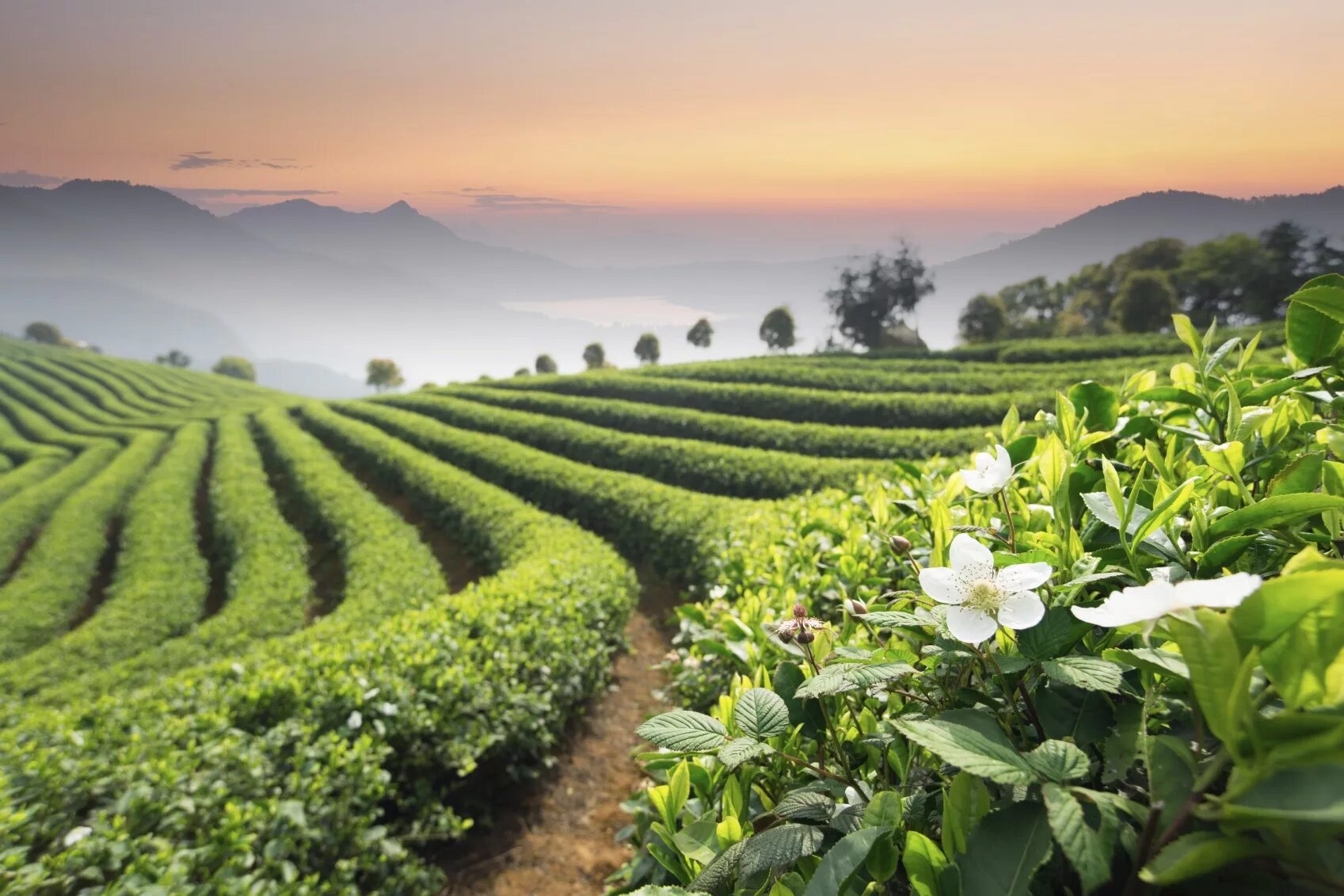 Поля чая фото Tea and the taste of climate change - China Studies Program