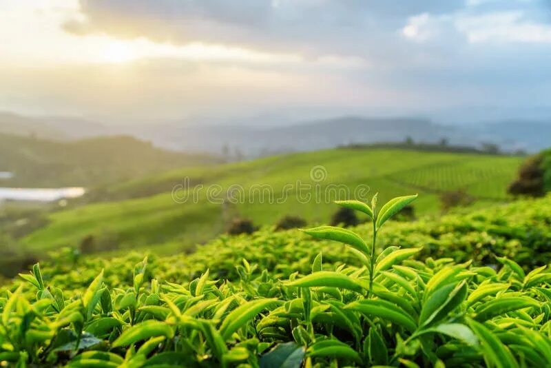 Поля чая фото Closeup View of Tea Leaves at Tea Plantation at Sunset Stock Image - Image of hi