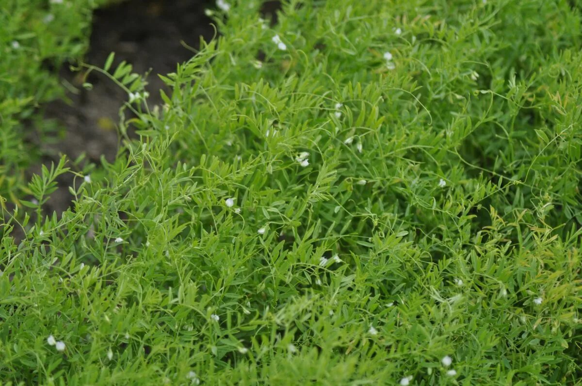 Поля чечевицы фото Lentils for Producers - Alberta Pulse Growers