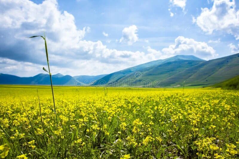 Поля чечевицы фото 1,243 Castelluccio Lentils Stock Photos - Free & Royalty-Free Stock Photos from 