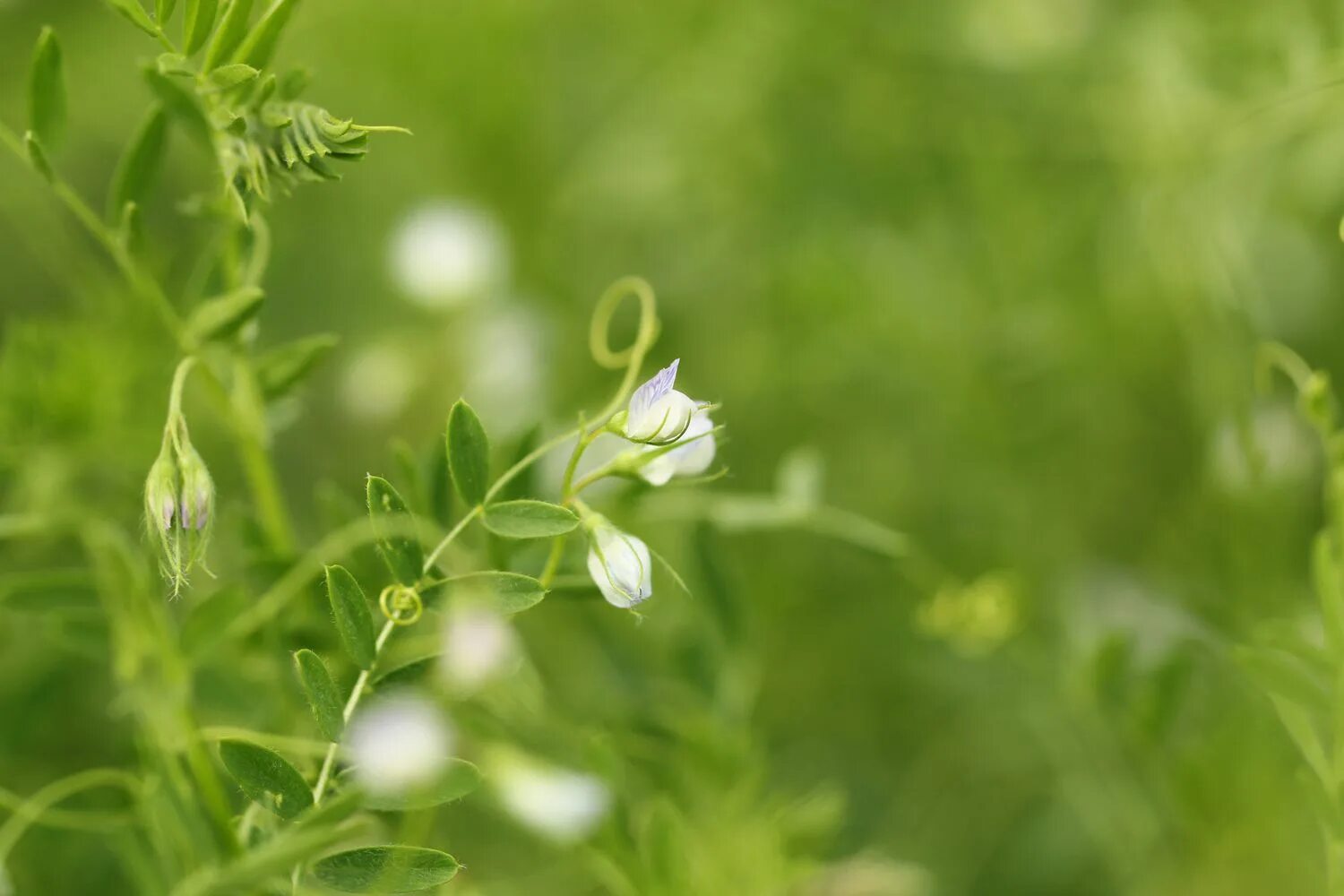 Поля чечевицы фото How to Grow and Care for Lentil Plants