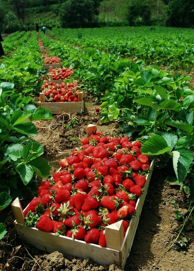 Поля клубники фото Pin by M.H.Admani on fruit and food Fruit garden design, Vegetable garden tips, 
