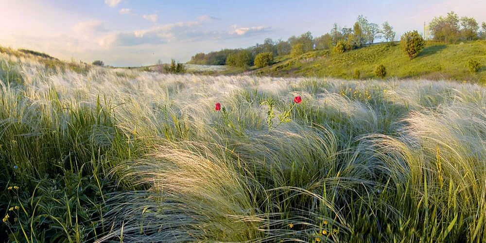 Поля ковыля фото Разноцветные поля: Персональные записи в журнале Ярмарки Мастеров