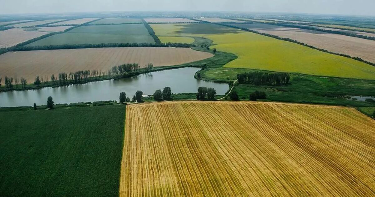 Поля краснодара фото В Верховной раде захотели превратить Кубань в "украинскую Кубу" - 18.12.2019 - В