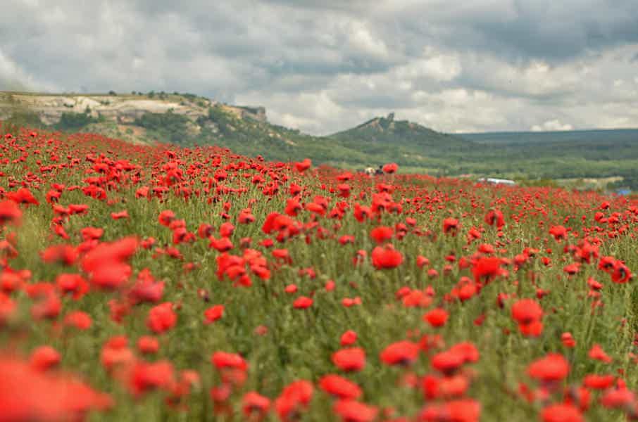 Поля крыма фото Фототур: цветущие маки в Крыму - цена 16 000 ₽, отзывы, расписание