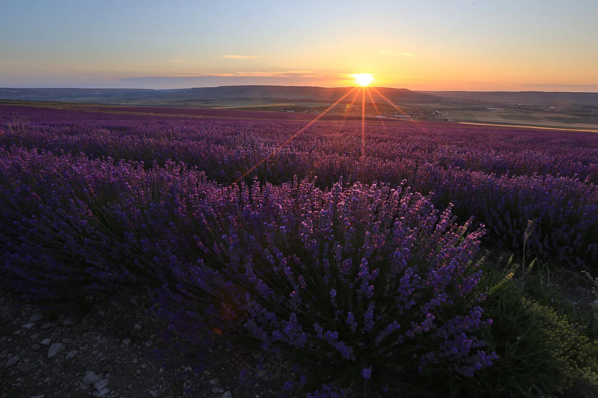 Поля лаванды в крыму фото Крымский прованс. Фотограф Титов Сергей