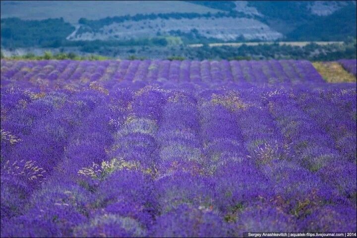 Поля лаванды в крыму фото Lavenderfields06 Крымский Прованс. Лавандовые поля в Крыму Lavender fields, Natu