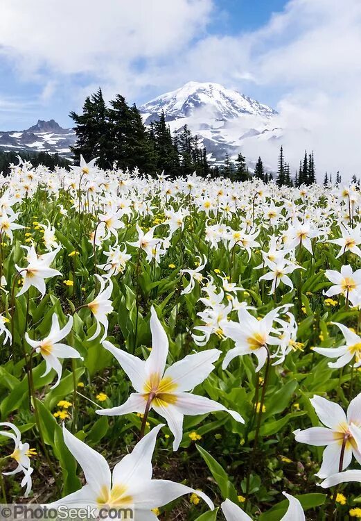 Поля лилий фото White Avalanche Lily flowers bloom, Spray Park, Mount Rainier National Park, Was