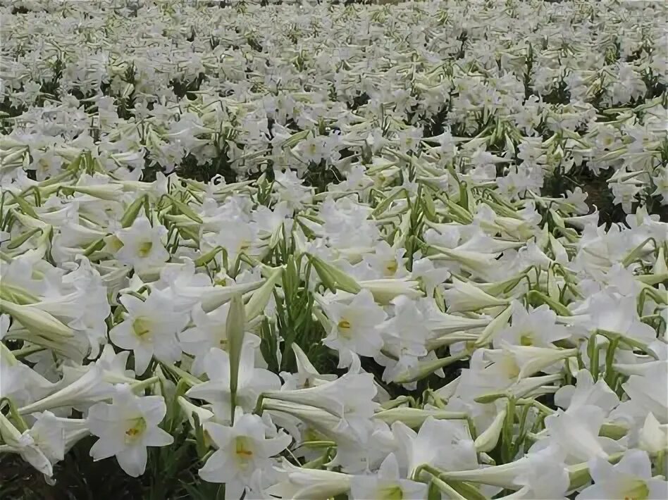 Поля лилий фото 10 популярных идей на тему "lily field aesthetic" для вдохновения