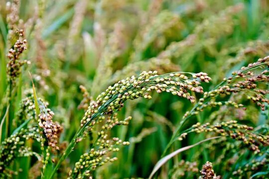 Поля просо фото Millet Plant Изображения: просматривайте стоковые фотографии, векторные изображе