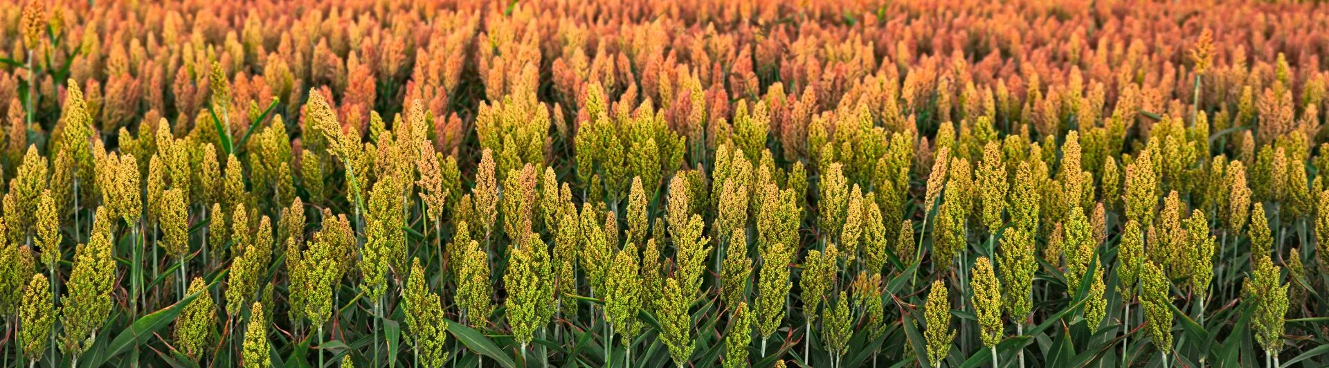 Поля просо фото Study adds move value to sorghum for human food markets - Queensland Alliance fo