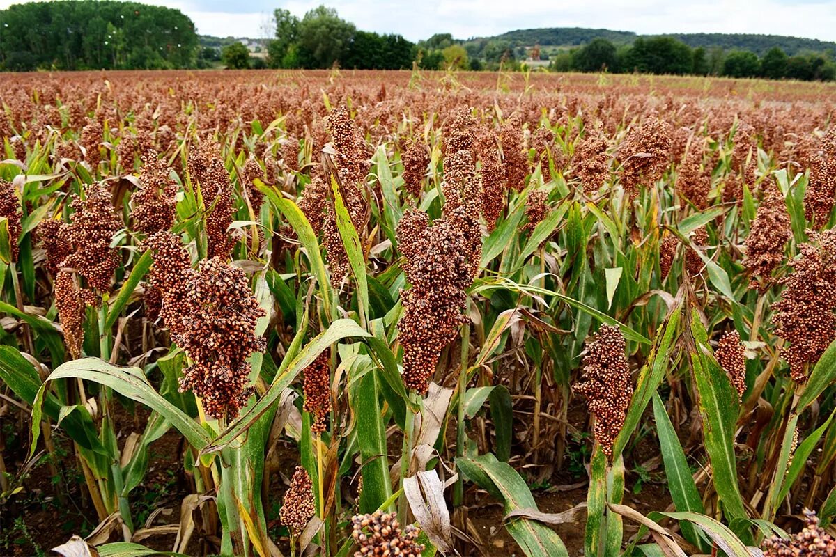 Поля просо фото Ukraine is the World Leader in Millet Exports - GTInvest