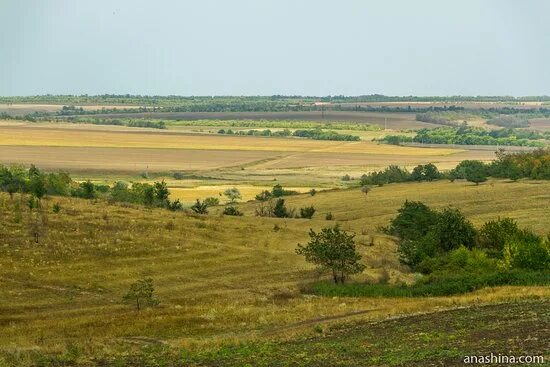 Поля ростовской области фото Просторы Ростовской области. Распаханные поля, лесополосы, балки, степная растит