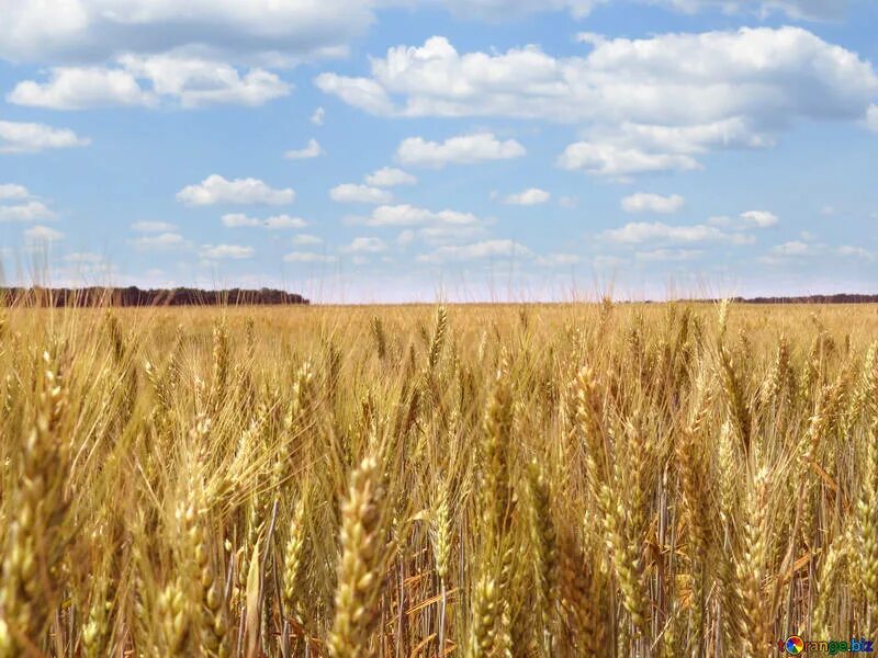 Поля с хлебом фото White clouds over bread grain fields free image - № 27272