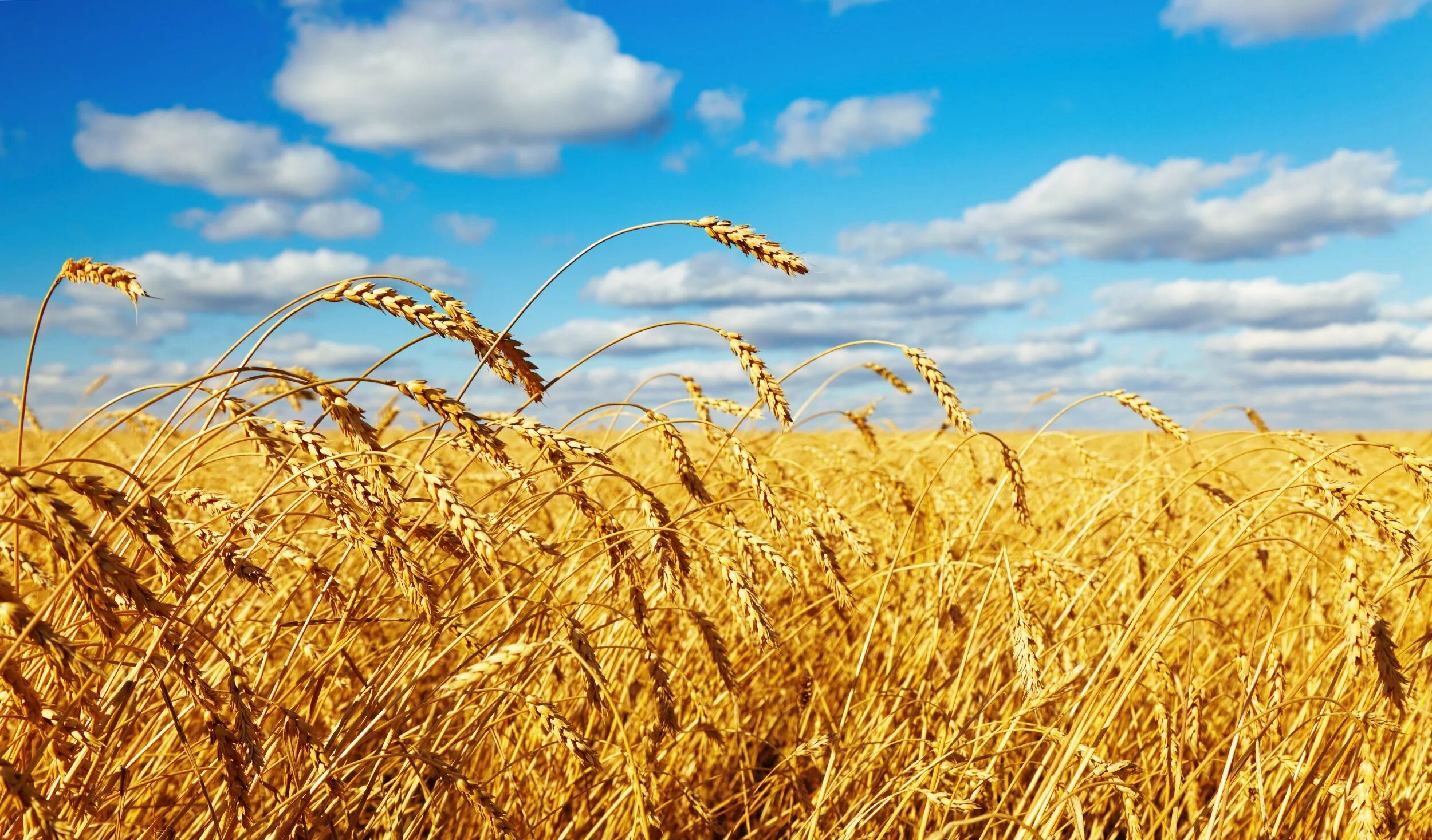 Slides of Bread among Field Ripening Cereals Stock Photo - Image of golden, pict