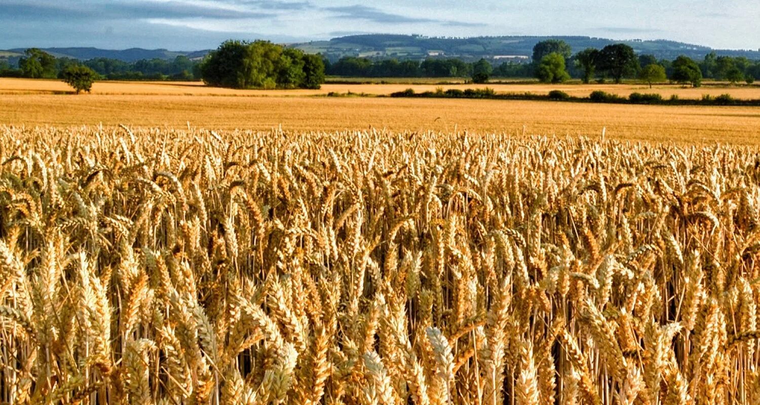 Поля с хлебом фото Wheat meeting high quality bread milling specifications highest for 13 years - F