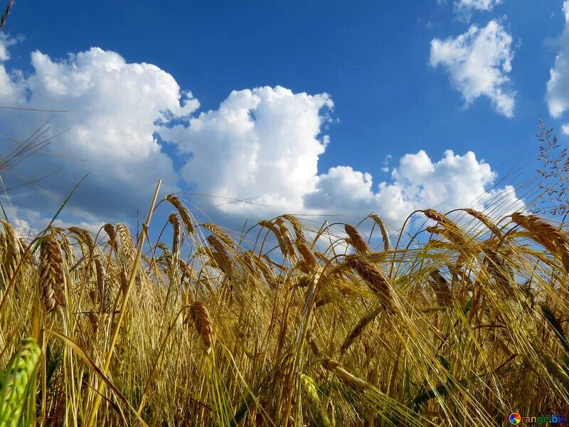 Поля с хлебом фото The sky over the bread grain fields free image - № 32551