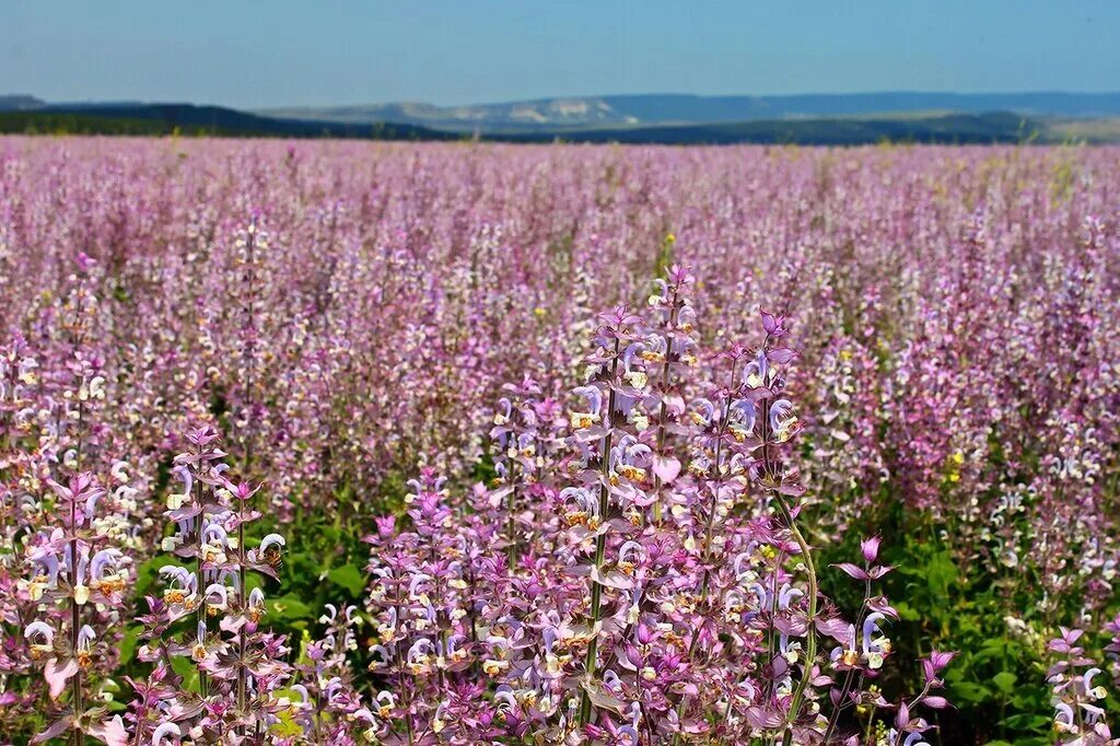 Поля шалфея фото Agricultural Business in Russia - Russian-farmland.com