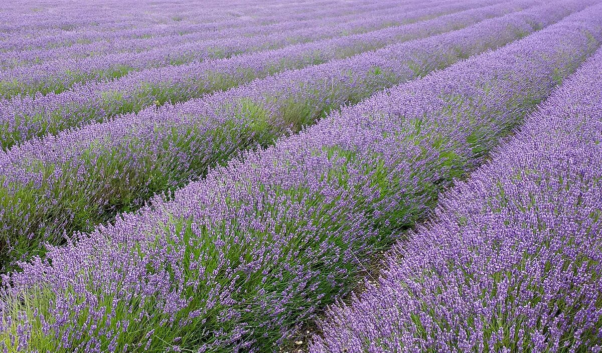 Поля шалфея фото File:Hitchin lavender fields.jpg - Wikipedia