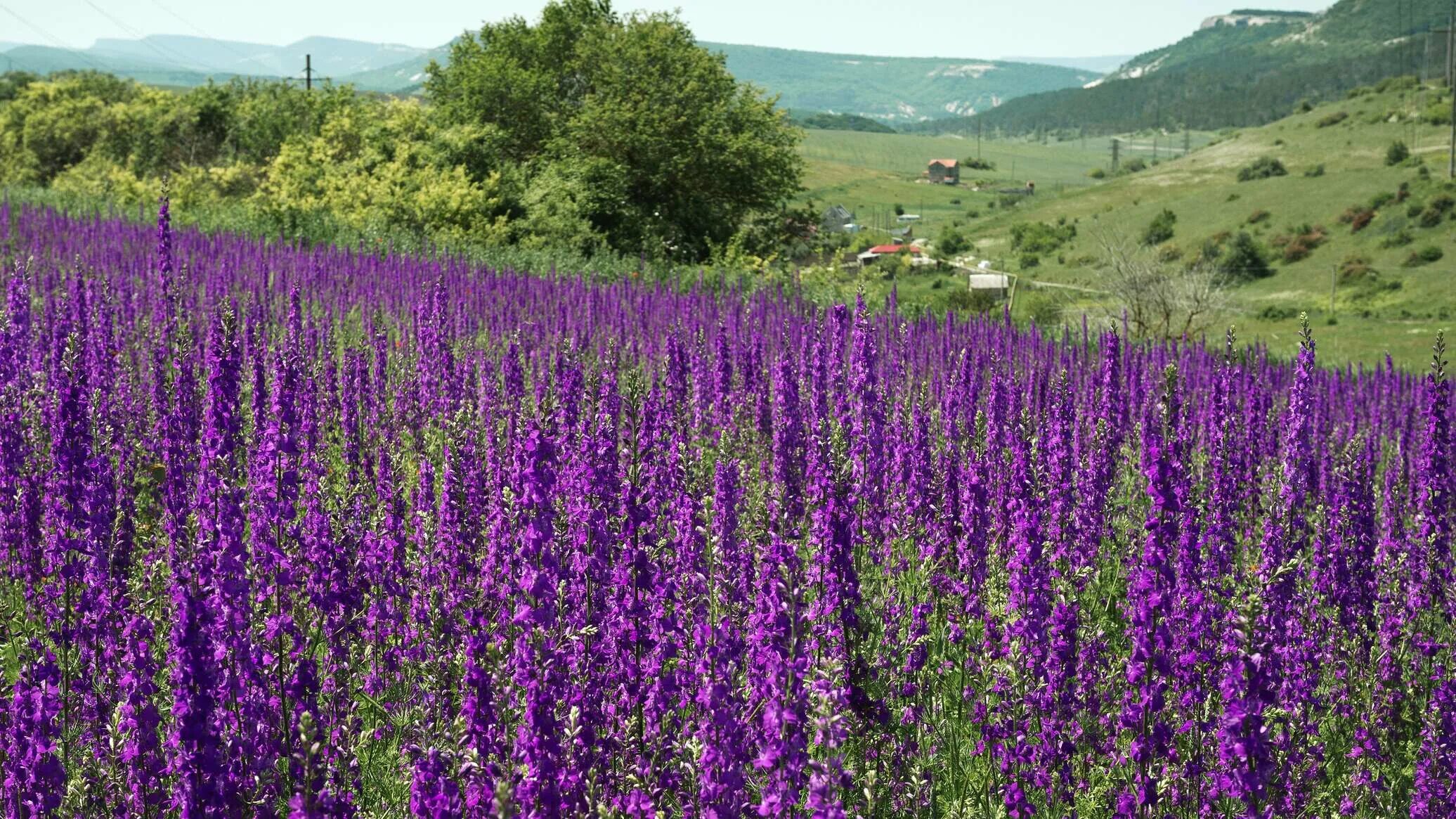 Поля шалфея фото В Крыму начался сбор шалфея - РИА Новости Крым, 09.06.2023