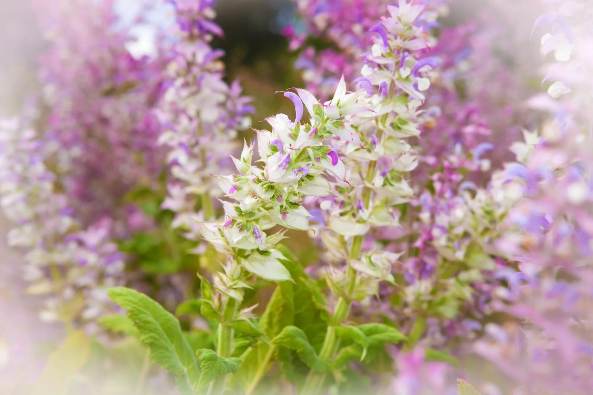 Поля шалфея фото Create Clarity with Clary Sage Essential Oil - Atlantic Institute of Aromatherap