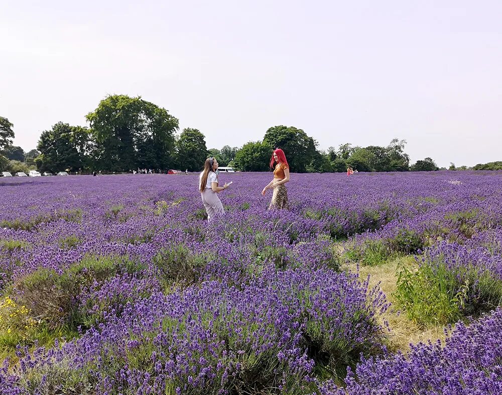 Поля шалфея фото Mayfield Lavender. Лавандовые поля в Англии