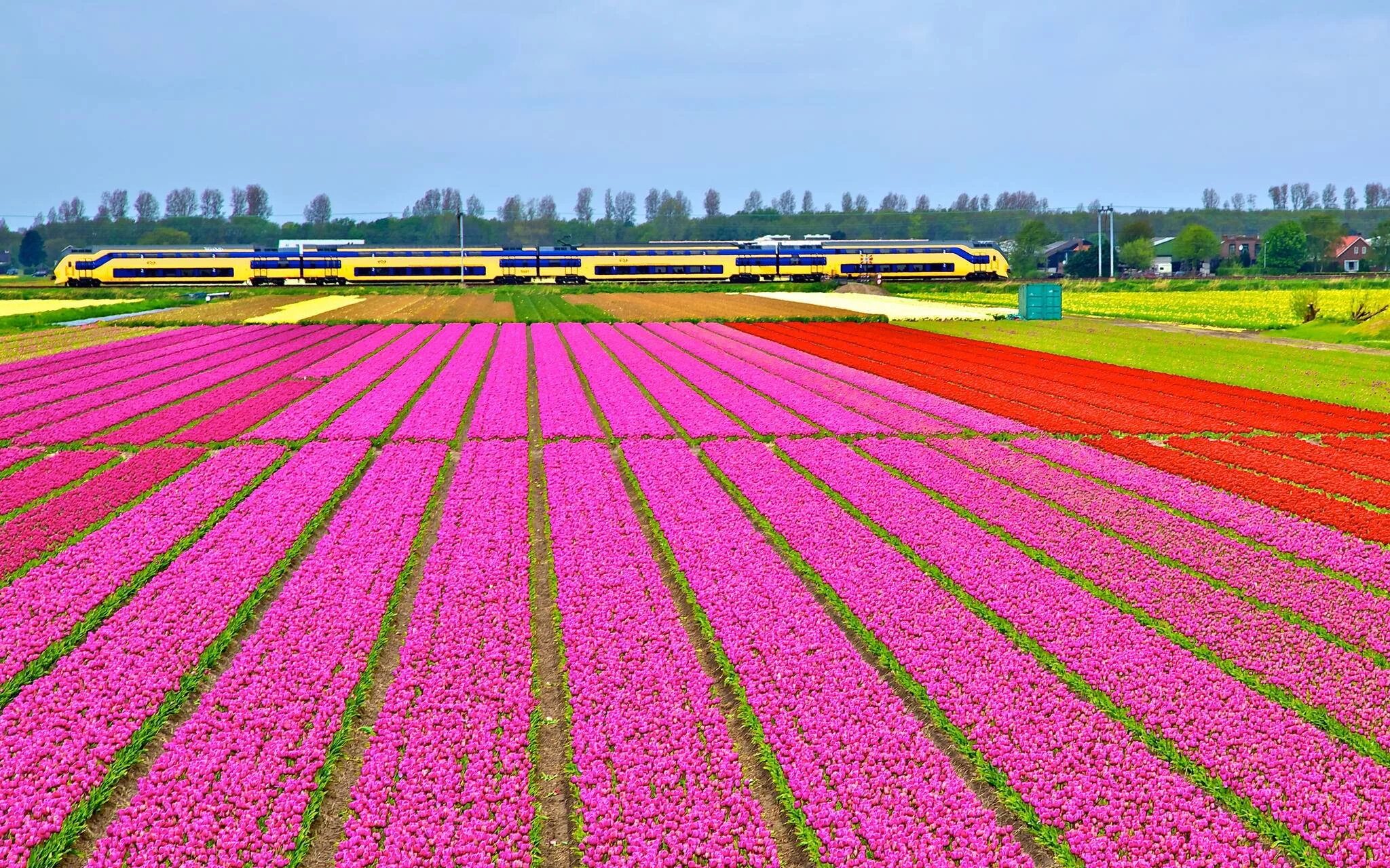 Поля тюльпанов в голландии фото sightseeing - Where and when is the best time to see the tulip fields in the Net