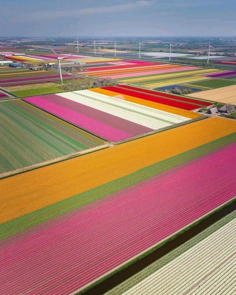 Поля тюльпанов в голландии фото Mildly Interesting on Twitter Tulip fields, Holland, The netherlands