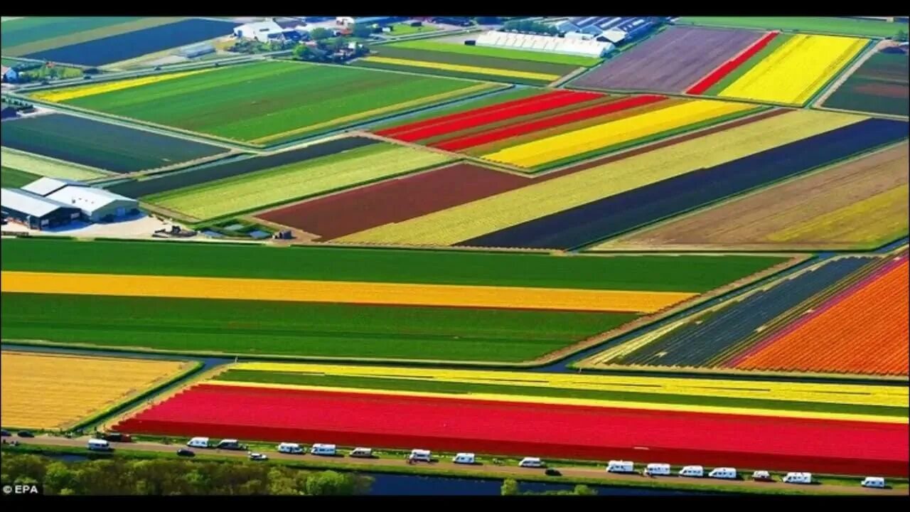 Поля тюльпанов в голландии фото Amazing Tulip Fields In Netherlands - YouTube