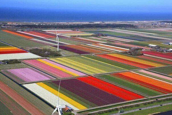 Поля тюльпанов в голландии фото Тюльпановые поля, Голландия #Matla_Flowers. Aerial photo, Tulip fields, Aerial