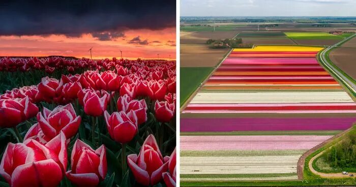 Поля тюльпанов в голландии фото I Capture The Captivating Tulip Fields Of My Beautiful Country Tulip fields, Tul