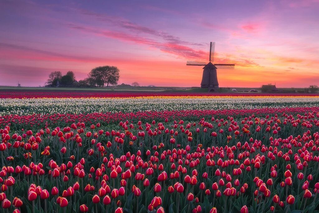 Поля тюльпанов в голландии фото Windmill & Tulips A real Dutch sunrise above the tulips by. Flickr