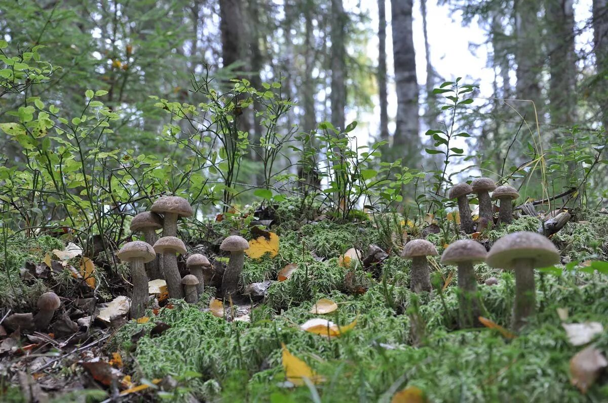 Поляна грибов в лесу фото Грибной сезон (Берта Ольх) / Стихи.ру