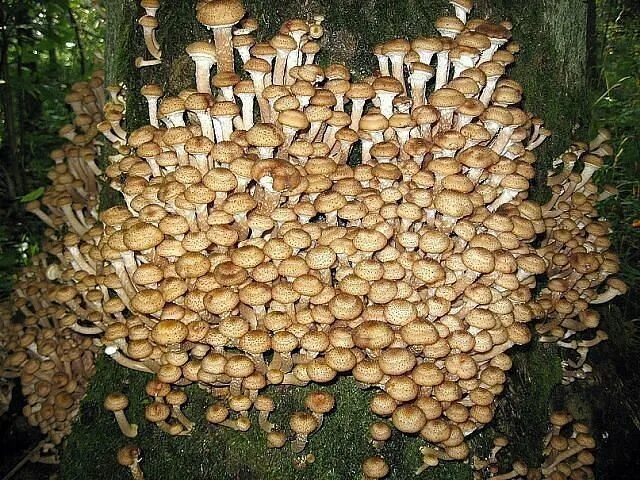 Поляна опят фото сезон грибов. Вы такого не видели! Грибы, Дикие грибы, Весенние цветы