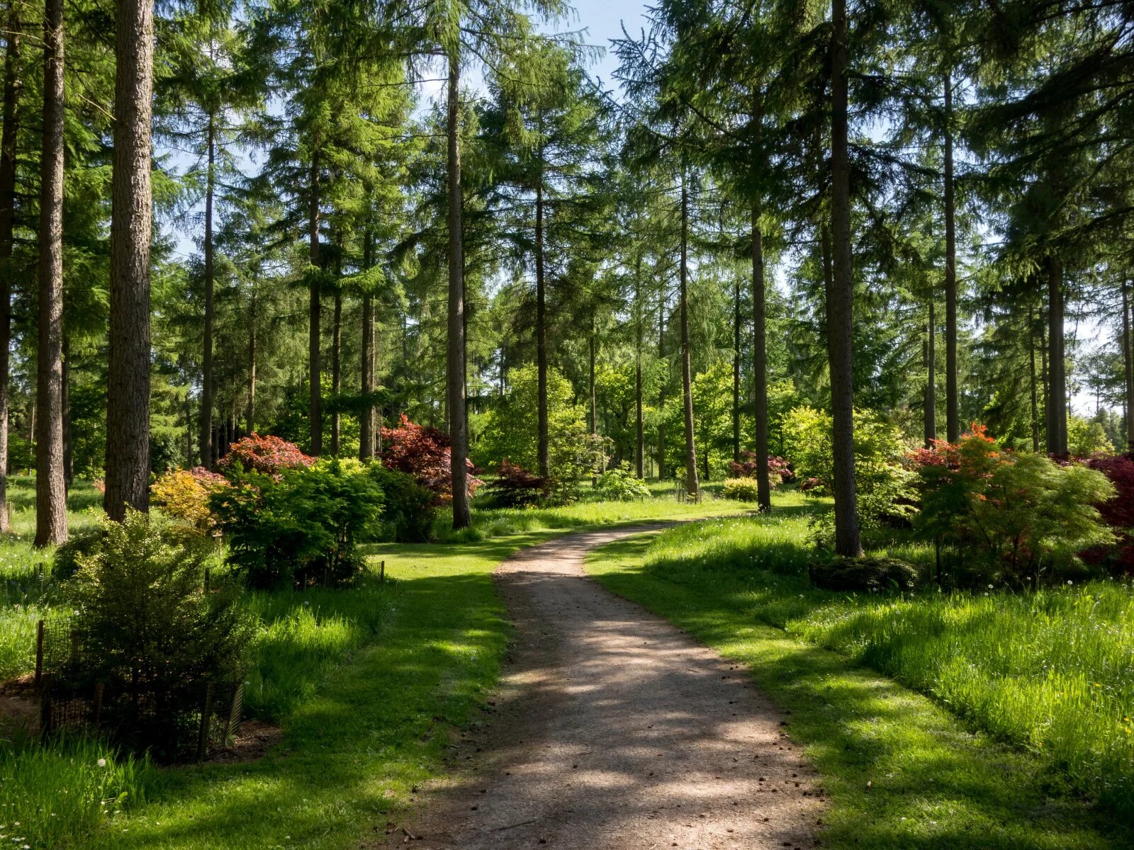 Поляна в лесу фото Download wallpaper greens, summer, grass, the sun, trees, Park, path, the bushes