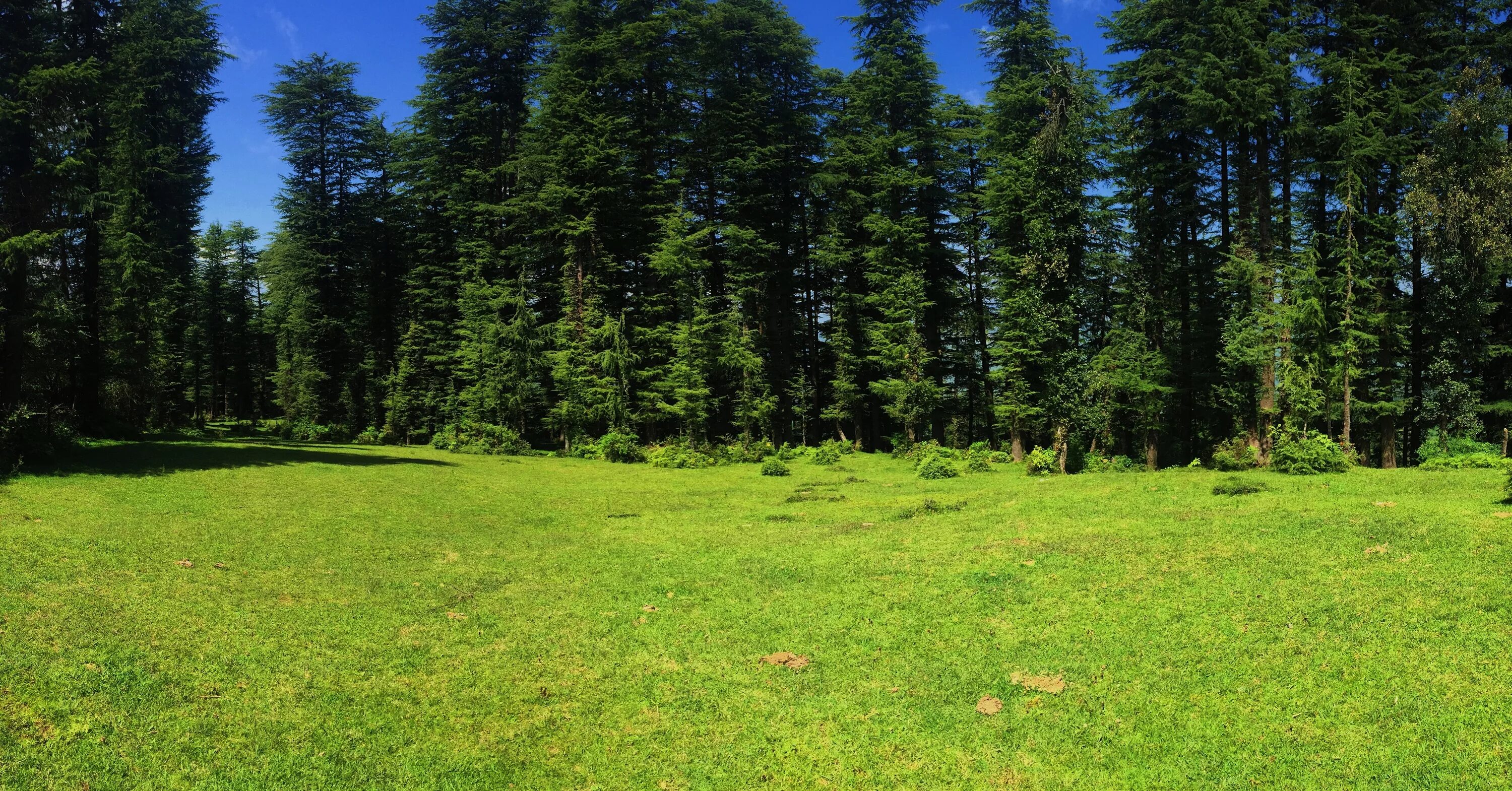 Поляна в лесу фото Free Images : landscape, tree, grass, wilderness, trail, meadow, prairie, green,