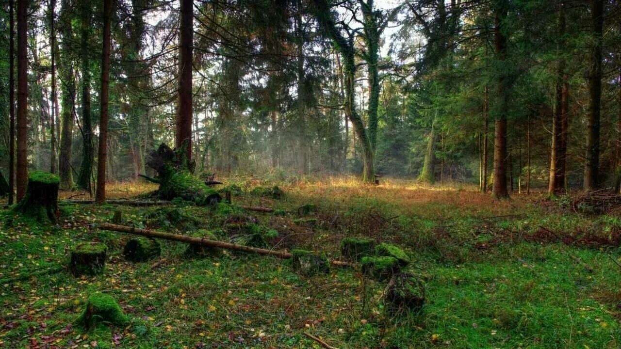 Поляна в лесу фото Картина на холсте 60x110 Альянс Лес "Поляна в лесу" на подрамнике / интерьер/ де