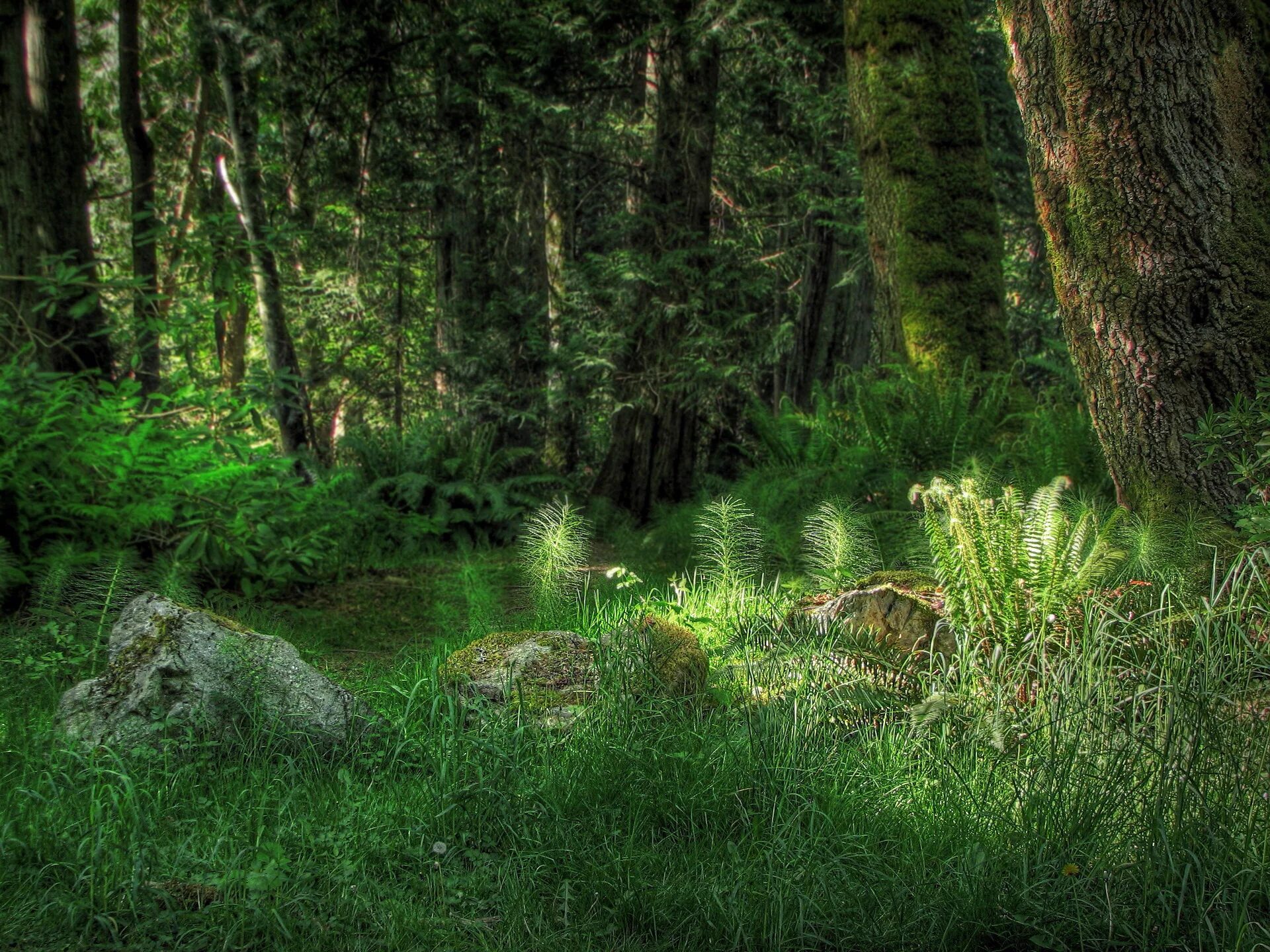 Поляна в лесу фото Forest glade with stones Desktop wallpapers 1680x1050