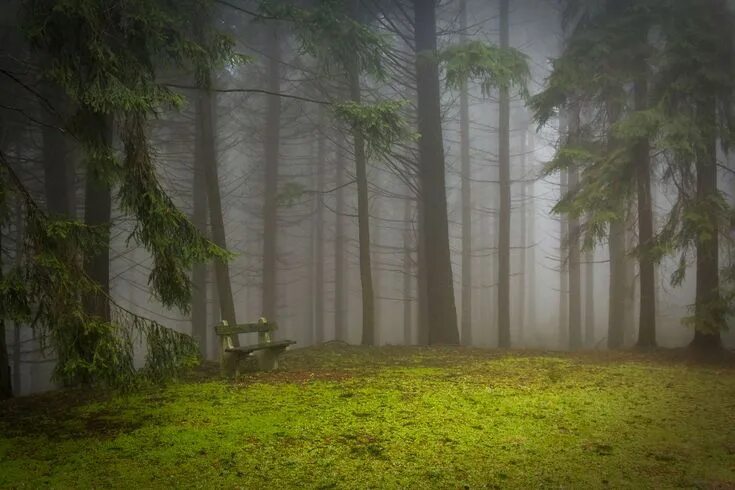 Поляна в лесу фото #critter #fog #forest #glade #misty #mystic #nature #pad #pine #pine wood #trees