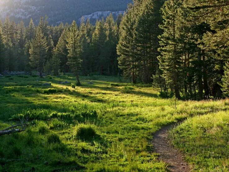 Поляна в лесу фото Forest trail, Rocky mountain national park, Yosemite