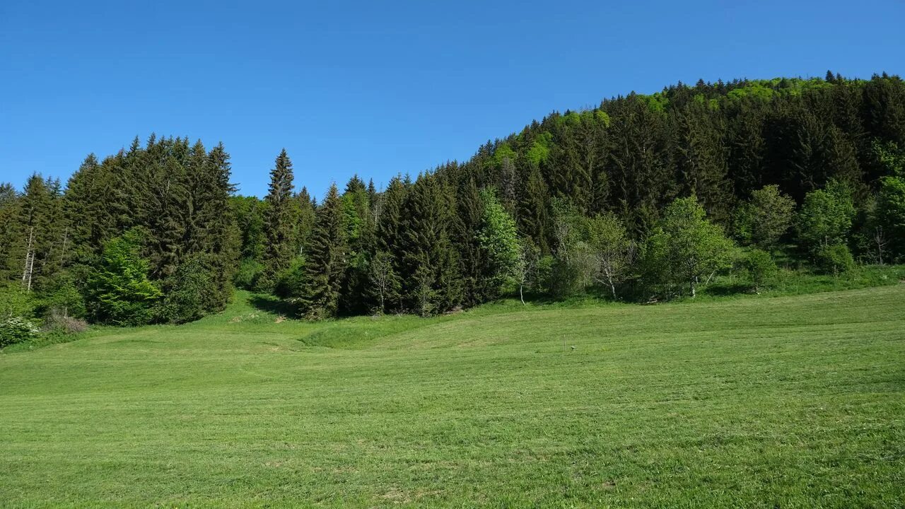 Поляна в лесу фото Обои деревья, лес, поляна, пейзаж картинки на рабочий стол, фото скачать бесплат