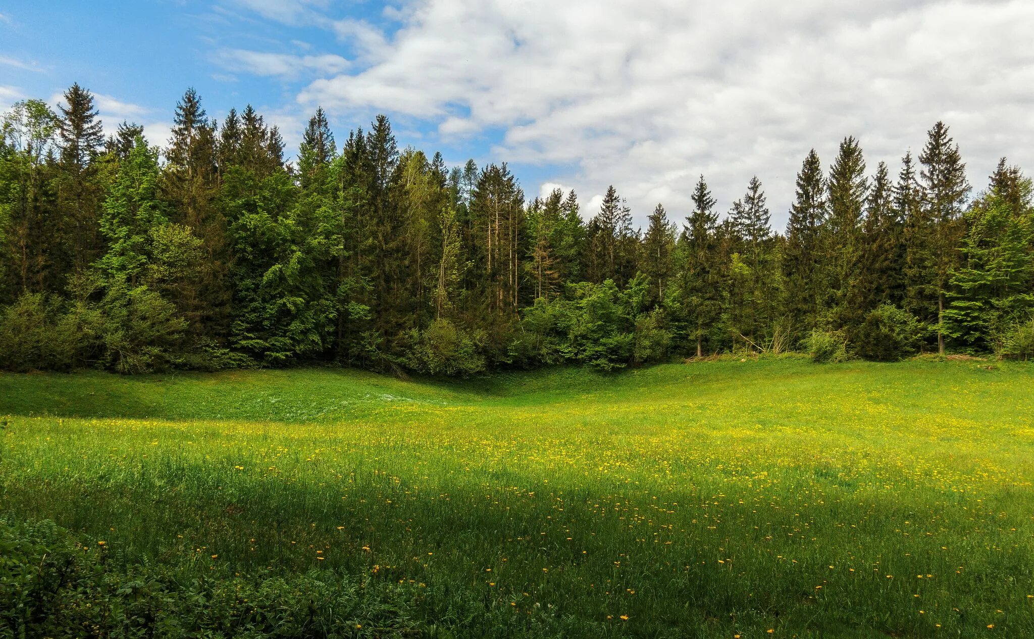 Поляна в лесу фото lamdscapes green field expanses 1440x2960 QHD wallpapers from photomonstr - imag