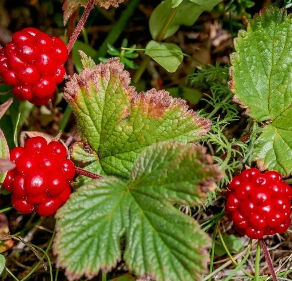 Поляника ягода фото Саженцы княженика Агродекор Марика AGRO48262 1 шт. - отзывы покупателей на Мегам