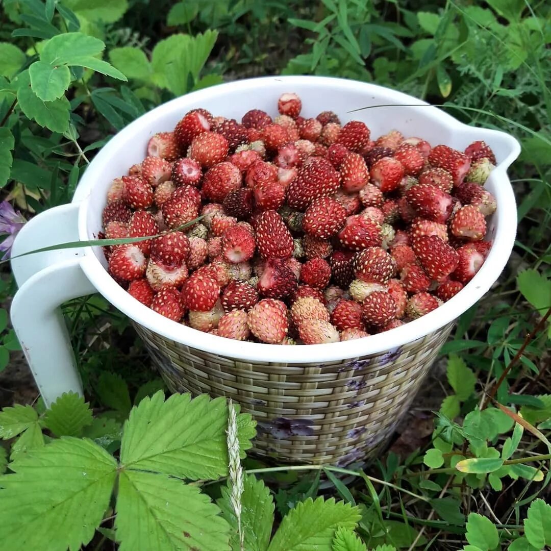 Поляника ягода фото Земляника, жимолость, морошка и подберезовики: якутяне показывают, сколько насоб
