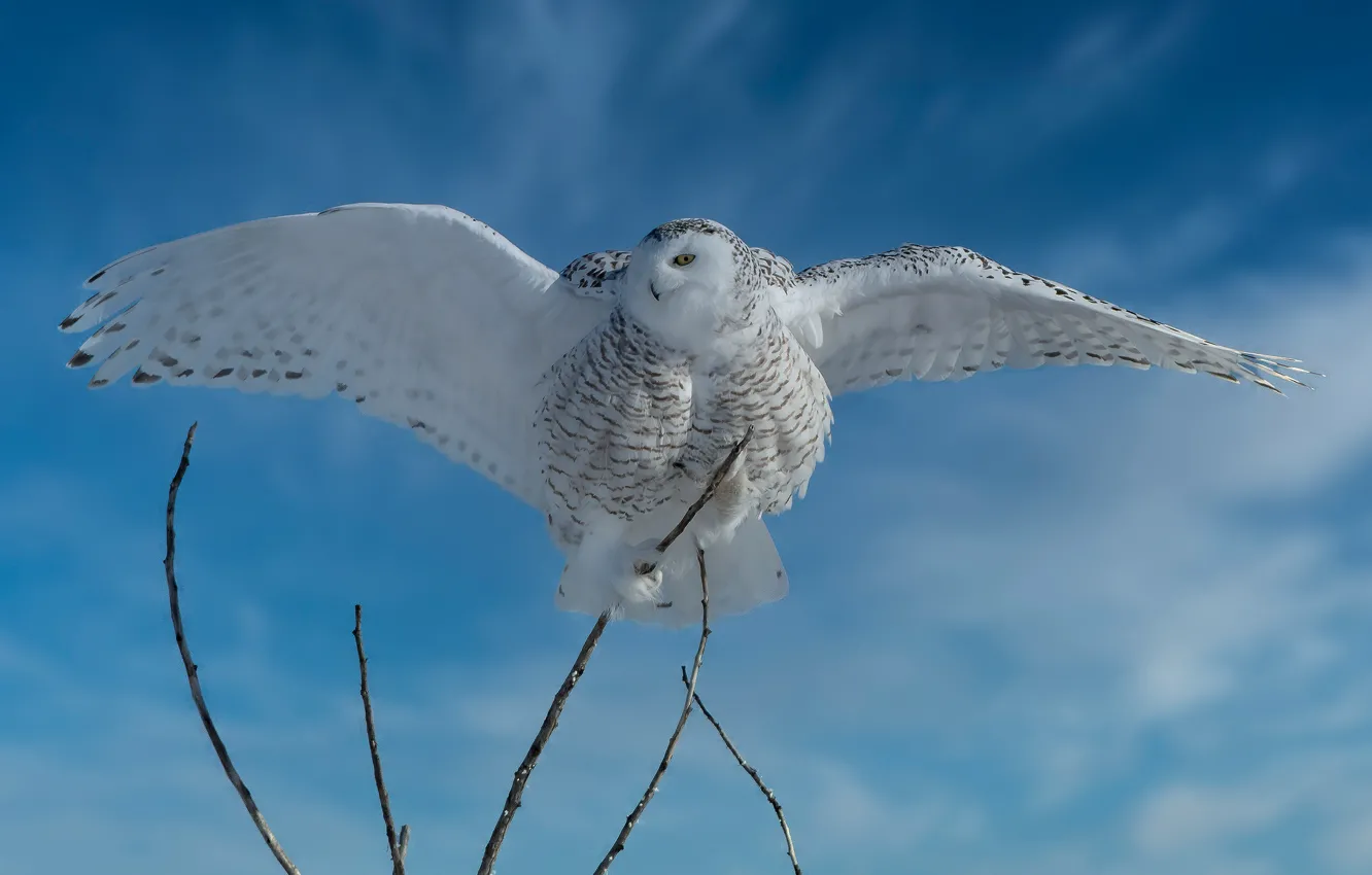 Полярная сова в полете фото Wallpaper winter, the sky, snow, branches, blue, owl, bird, white for mobile and